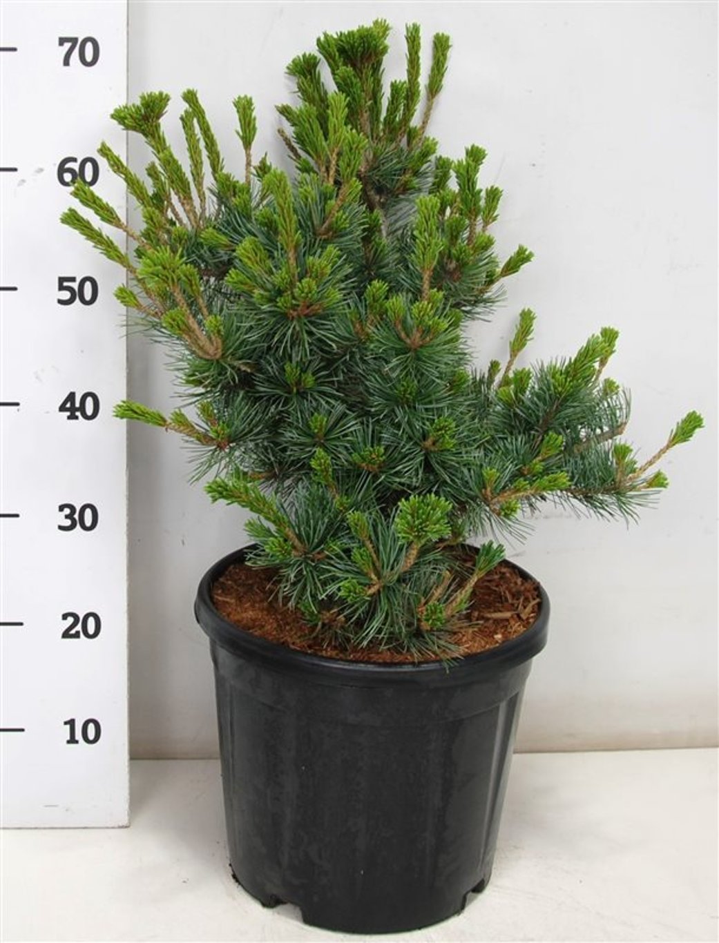 Pinus parv. 'Negishi' - C12 40-50 CM